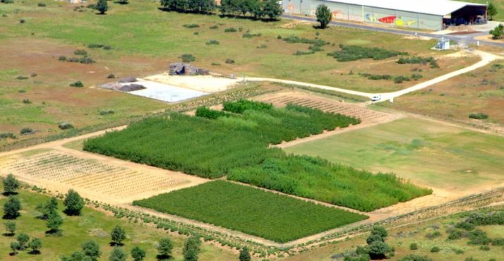 Parcelas de cultivo para biomasa en el centro de investigación.