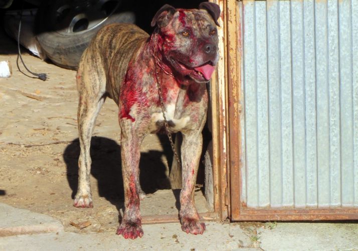 Uno de los dos perros implicados en la pelea./Subdeleg.