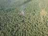 Foto 1 - Arde media hectárea de pinar en Almazán