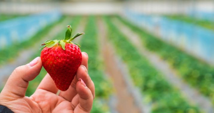 La Comunidad aporta el 95% de la producción europea de la planta madre de fresa.