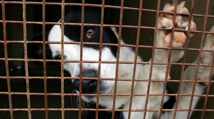 Un perro recogido por una protectora.