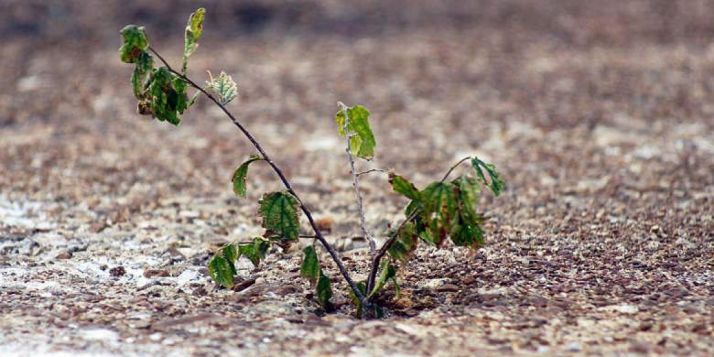 Catastrófica para la agricultura.