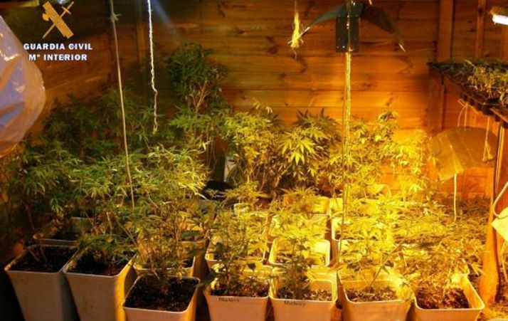 Imagen de las plantas incautadas./GC