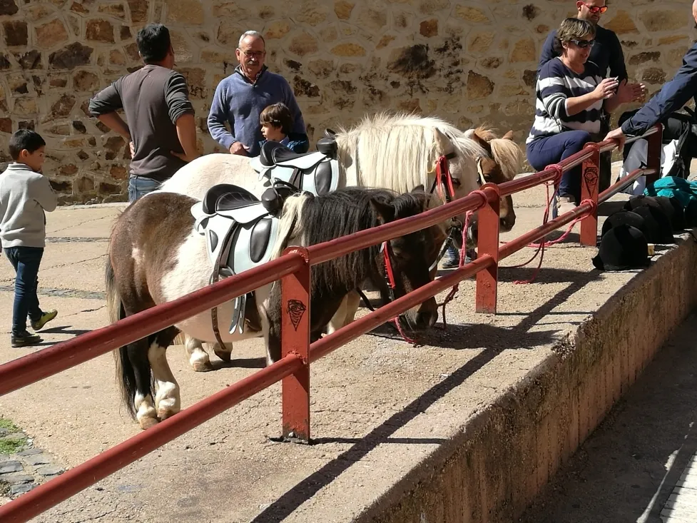 Foto 10 - La IX feria ganadera de Soria abre sus puertas