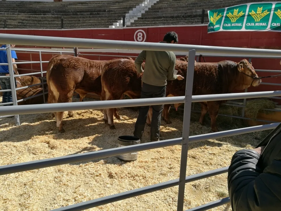 Foto 9 - La IX feria ganadera de Soria abre sus puertas