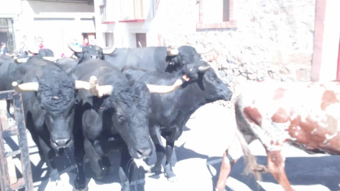 Foto 9 - &Aacute;greda se prepara para las fiestas con la celebraci&oacute;n de la II Trashumancia