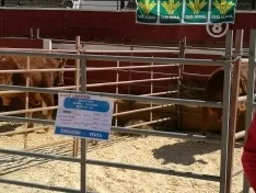 Foto 8 - La IX feria ganadera de Soria abre sus puertas