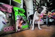 Foto 7 - 4 a&ntilde;os cumpliendo el sue&ntilde;o de cuidar de los perros 24 horas al d&iacute;a 