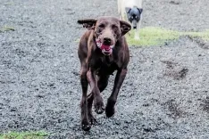 Foto 6 - 4 a&ntilde;os cumpliendo el sue&ntilde;o de cuidar de los perros 24 horas al d&iacute;a 