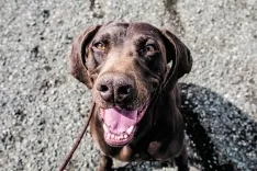 Foto 5 - 4 a&ntilde;os cumpliendo el sue&ntilde;o de cuidar de los perros 24 horas al d&iacute;a 