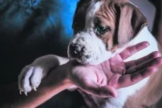 Foto 4 - 4 a&ntilde;os cumpliendo el sue&ntilde;o de cuidar de los perros 24 horas al d&iacute;a 