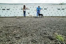 Foto 3 - 4 a&ntilde;os cumpliendo el sue&ntilde;o de cuidar de los perros 24 horas al d&iacute;a 