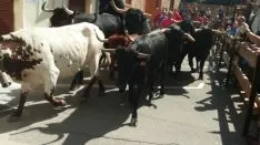 Foto 6 - &Aacute;greda se prepara para las fiestas con la celebraci&oacute;n de la II Trashumancia