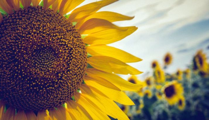 Un campo de girasol en la provincia.