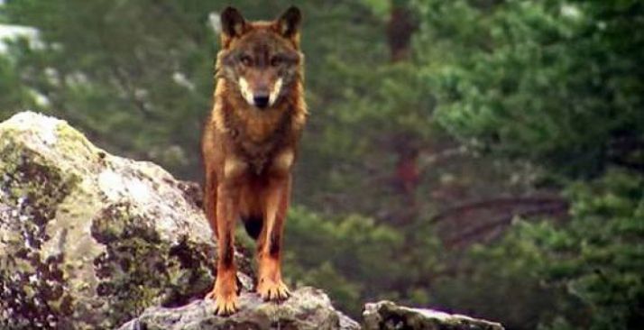 Un ejemplar en un monte de la región.