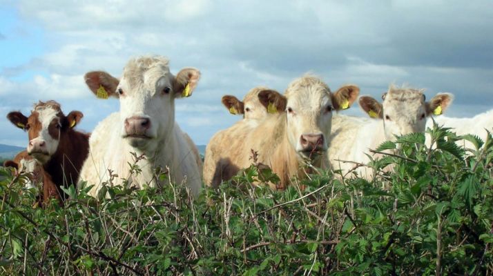 Cabezas de bovino en una explotación extensiva.