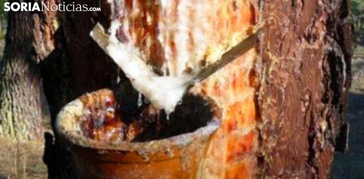 Un pino resinado en la provincia./SN