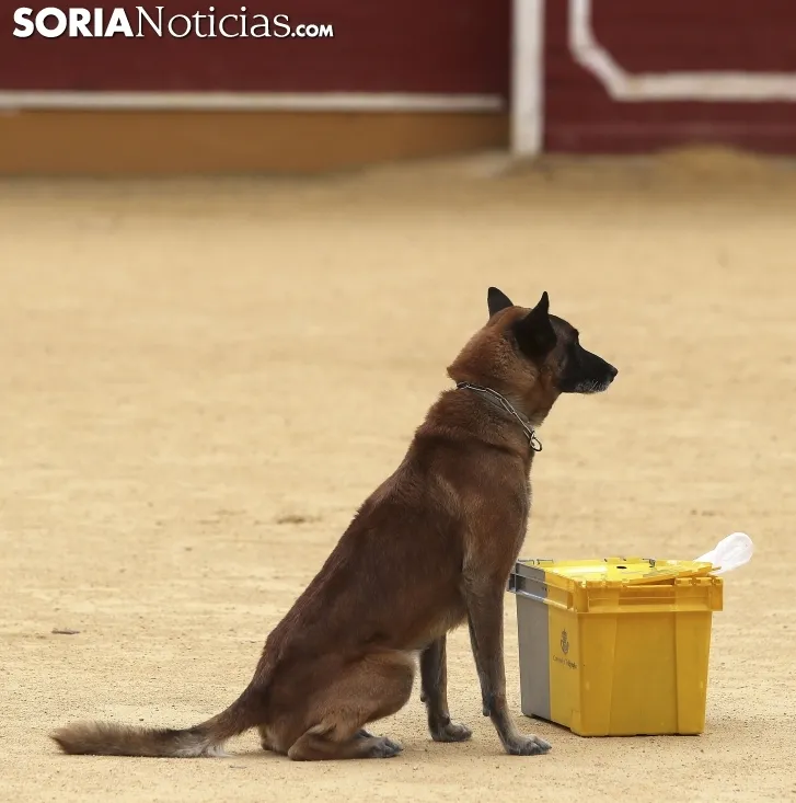 Foto 8 - Galer&iacute;a: 1.000 ni&ntilde;os, los TEDAX y los perros polic&iacute;a 
