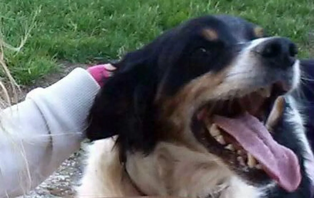 'Rocky', uno de los dos perros.