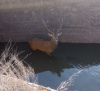 Foto 1 - La Guardia Civil de Soria rescata a un ciervo atrapado en el canal de Almazán