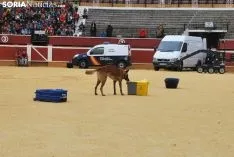 Foto 21 - Galer&iacute;a: 1.000 ni&ntilde;os, los TEDAX y los perros polic&iacute;a 