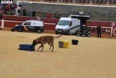 Foto 20 - Galer&iacute;a: 1.000 ni&ntilde;os, los TEDAX y los perros polic&iacute;a 