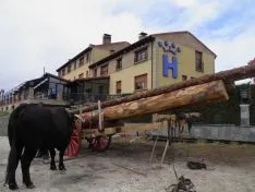 Carrreta de pinos junto a una vaca serrana soriana.