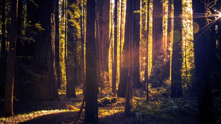 La Junta adjudica los trabajos de revisión en la ordenación montes de Buimanco, Taniñe y Yanguas 