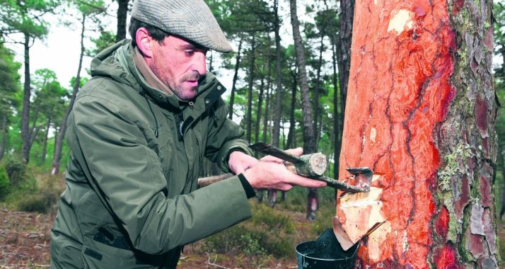Resinero en un monte soriano.