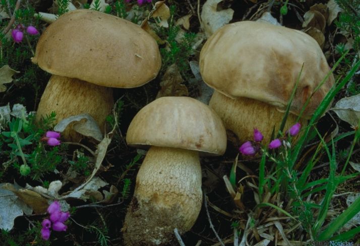 Boletus Aestivalis