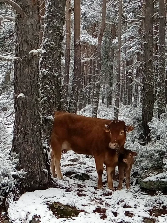 Una vaca con su ternero se resguarda del temporal en Urbión./Agustín Sandoval