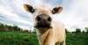 Foto 1 - La provincia, libre de brucelosis bovina según la UE 