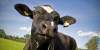 Foto 1 - Detectado un caso de 'vaca loca' en una explotación de Salamanca
