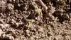 Brotes de colza en un campo de CyL a los dos meses y medio de la siembra. 