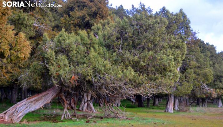 Sabinas en las inmediaciones de Calatañazor. /SN