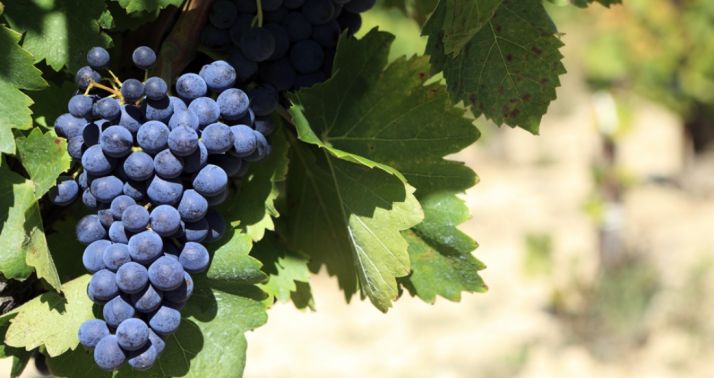 La variedad de tempranillo es con mucho la más abundante en CyL.