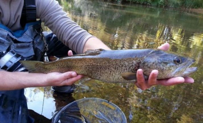 Temporada de trucha, del 31 de marzo al 31 de julio