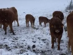 Los pueblos sorianos nevados
