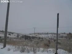 Nieve 2017 en Soria capital. Soria Noticias