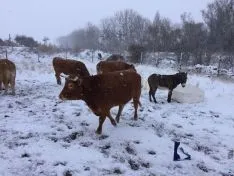 Los pueblos sorianos nevados