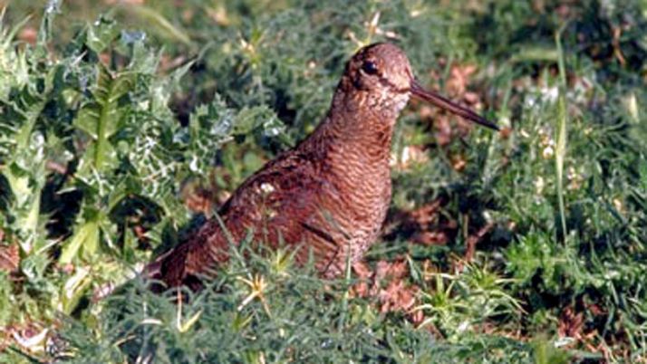 Un ejemplar de becada. 