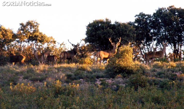 Ciervos en la Reserva en época de berrea. /SN