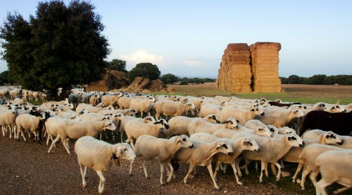 Un rebaño de ovino ojalado. /UPA