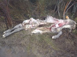 Nuevo ataque de lobos en la Comunidad