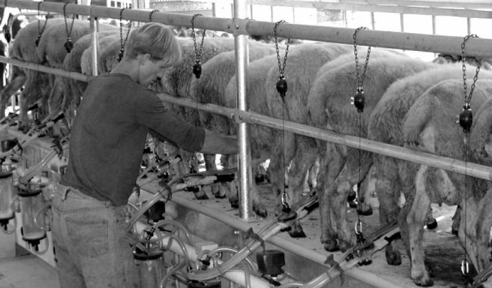 Una explotación de ovejas de leche.