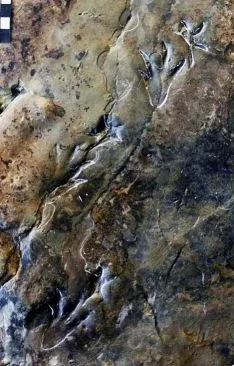 Foto 4 - Buscando dinosaurios en Soria