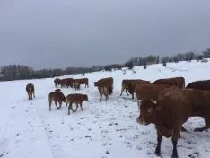Domingo de nieves en Soria.