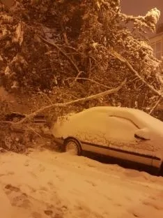 Ramas caídas en un árbol de grandes dimensiones en la c/ Alférez Provisional con Santo Domingo.