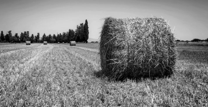 La región anticipa 790 M&euro; en ayudas a la PAC para 69.000 agricultores y ganaderos