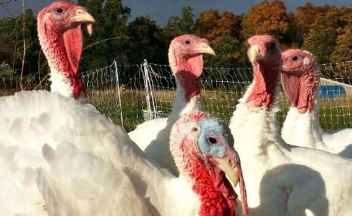 Piden licencia para una explotación de 32.000 pavos en Tarancueña